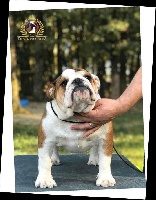 Étalon Bulldog Anglais - Oh carina Di Vendra Nera