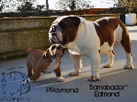 Étalon Bulldog Anglais - bamabador Edmond