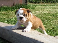 Étalon Bulldog Anglais - Pocket des Plaines du Middel Weg