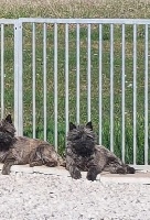 Étalon Cairn Terrier - Nitroglycerine du Harpouy D'Auzan