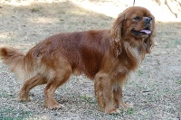 New boy Du clos de larpege