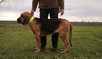 Étalon Chien de Saint-Hubert - Opale De La Porte Des Hautes Landes
