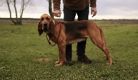 Étalon Chien de Saint-Hubert - Java-deux De La Meute Des Six Chiens