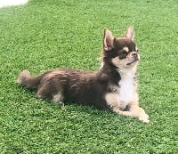 Étalon Chihuahua - malenkoe sokrovische Richard velikiy
