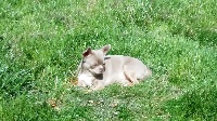 Étalon Chihuahua - Néfertiti Du Royaume D'exquise