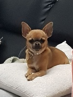 Étalon Chihuahua - Nala Du Secret Des Dieux