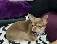Étalon Chihuahua - Nany Du Secret Des Dieux