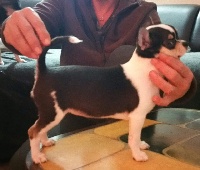 Étalon Chihuahua - Phara Of Little Dog's Paradise