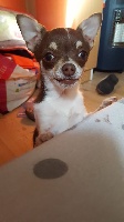 Étalon Chihuahua - Orus Du Temps Des Amazones
