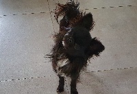 Étalon Chihuahua - Original black diamond De La Contrée Des Elfes