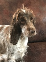 Étalon Cocker Spaniel Anglais - Odyssee de l'Empereur Sirius