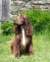 Étalon Field Spaniel - winterbourne New moon to kreizker
