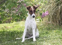 Étalon Fox Terrier Poil lisse - N'j love des Bouquinvilles