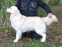 Étalon Golden Retriever - Omerta de la Vallée de la Garde