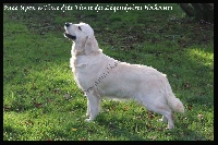 Étalon Golden Retriever - Once upon a time dite timie des Légendaires Nahauri