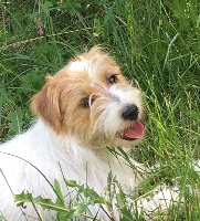 Étalon Jack Russell Terrier - Odysséa russtyle's du Vallon de l'Alba