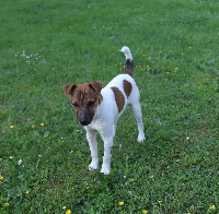Étalon Jack Russell Terrier - Nino du creux du nant