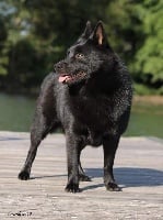 Étalon Schipperke - CH. splendid three color Vigo pride of russia