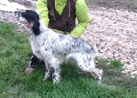 Étalon Setter Anglais - Ouessant Du Comté De Trépugnat