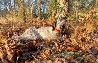 Étalon Setter Anglais - O'valy des Cabanes Tchanquées