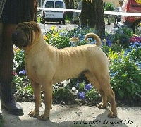 Étalon Shar Pei - Il etait une fois dite story De L'Esprit De Buchido