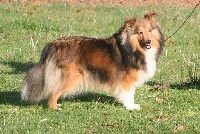 Étalon Shetland Sheepdog - Mafoa Of Little Quinies