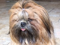 Étalon Shih Tzu - Ovni Du Temps Des Amazones