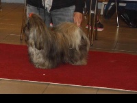 Étalon Shih Tzu - Just for wave Kagyu-ling