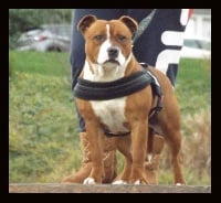Étalon Staffordshire Bull Terrier - Open your mind aby of Imperial Red Bull