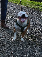 Étalon Staffordshire Bull Terrier - Jackie brown De Lilas Park