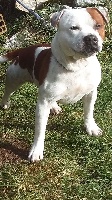 Étalon Staffordshire Bull Terrier - Obiwan The Little Scoundrel