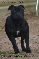 Étalon Staffordshire Bull Terrier - diamond of blanch Princess of celts
