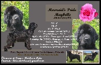 Étalon Terre-neuve - Mermaid's Pride Maybelle