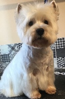 Étalon West Highland White Terrier - Instant de folie (dit iron) de Willycott