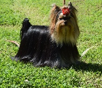 Étalon Yorkshire Terrier - Number five  chanel i am lucky revery