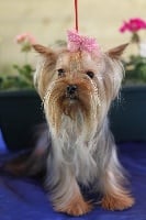 Étalon Yorkshire Terrier - Oriane (Sans Affixe)