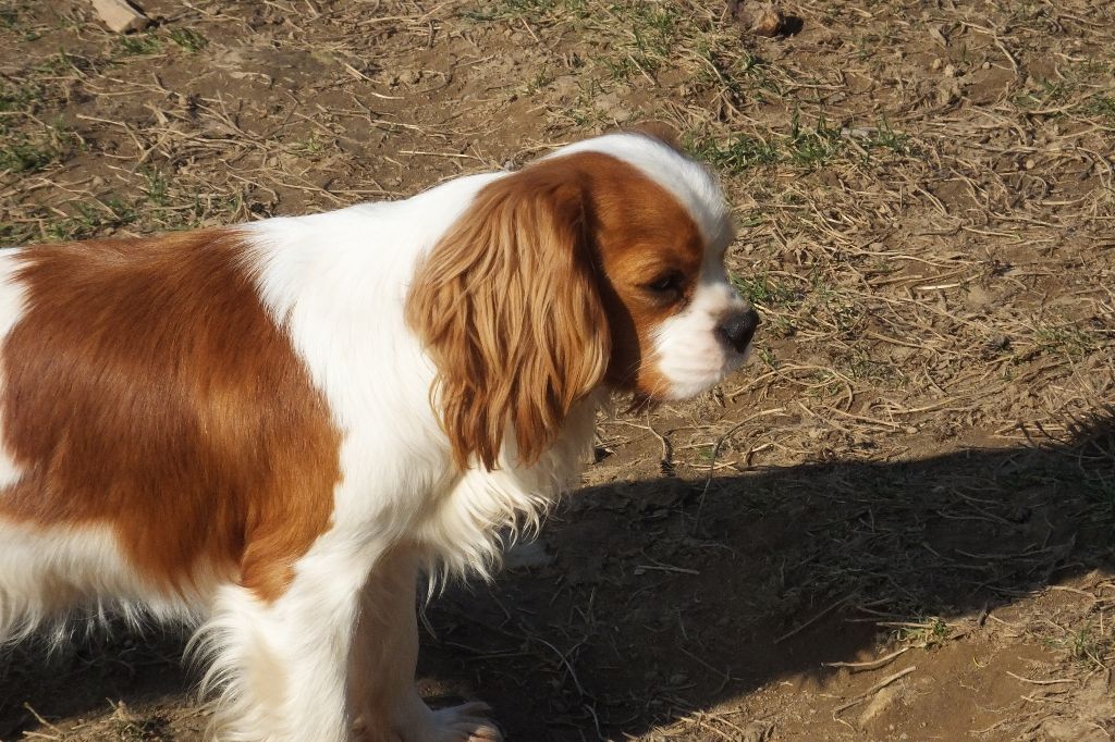 Les Cavalier King Charles Spaniel de l'affixe   Du Chalet De La Nuit étoilée