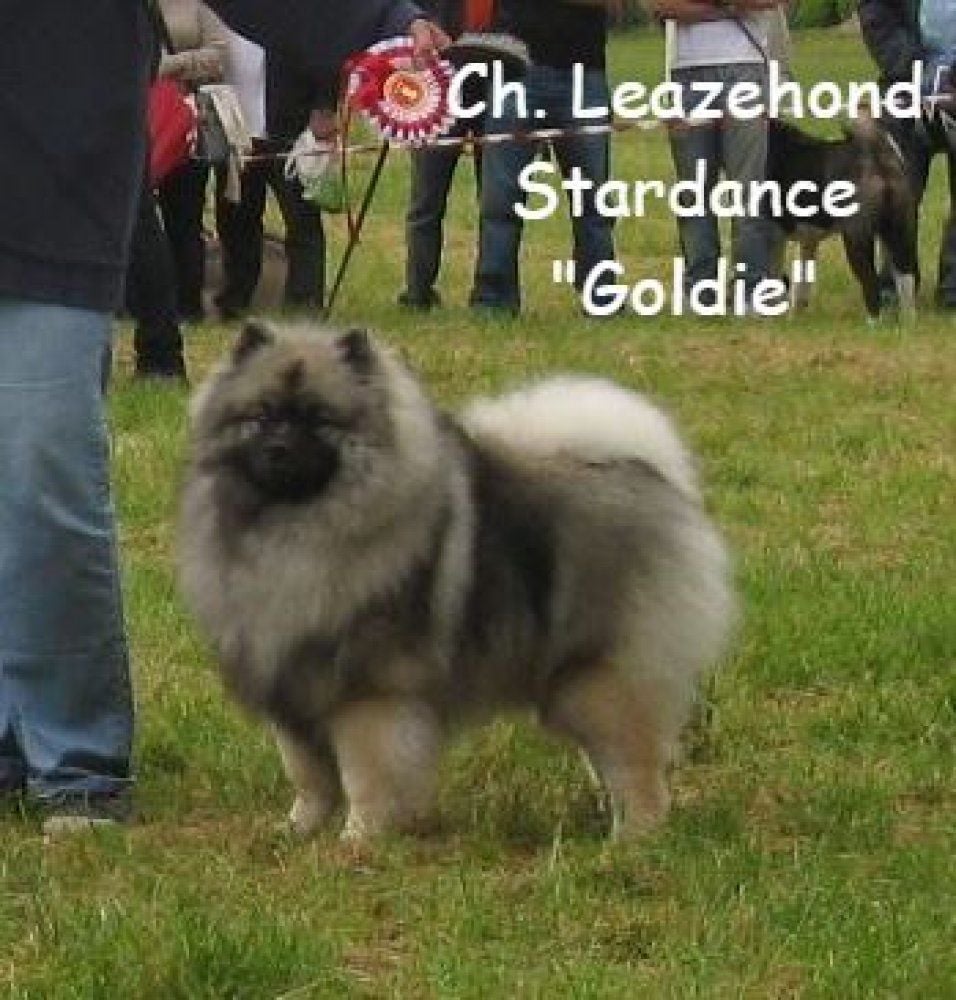 CH. leazehond Stardance