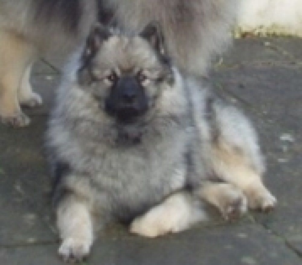 CH. leazehond Maddy moonlight