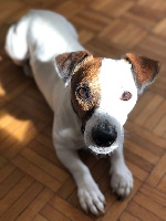Étalon Jack Russell Terrier - L'écho des champs de l'Aisne