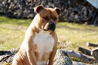 Étalon American Staffordshire Terrier - LaÏka the forgiveness american dog