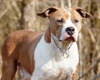 Étalon American Staffordshire Terrier - Lilou Des Gardiens De Malléa