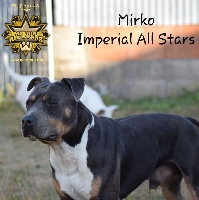 Étalon American Staffordshire Terrier - Mirko Imperial All Stars