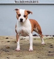 Étalon American Staffordshire Terrier - Missy Du Domaine De Roujus