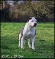 Étalon American Staffordshire Terrier - Othentik North First Edition