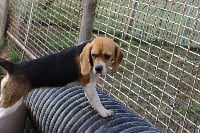Étalon Beagle - Okapy de l'antre des jacks