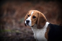 Étalon Beagle - Perros guirec de la vallée Caid