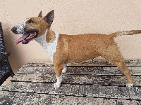 Étalon Bull Terrier Miniature - Jezzy (Sans Affixe)