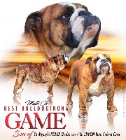 Étalon Bulldog Anglais - CH. best bulldogirona Game