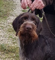 Étalon Chien d'arrêt allemand à poil dur - Nutella Vom hundegelaut